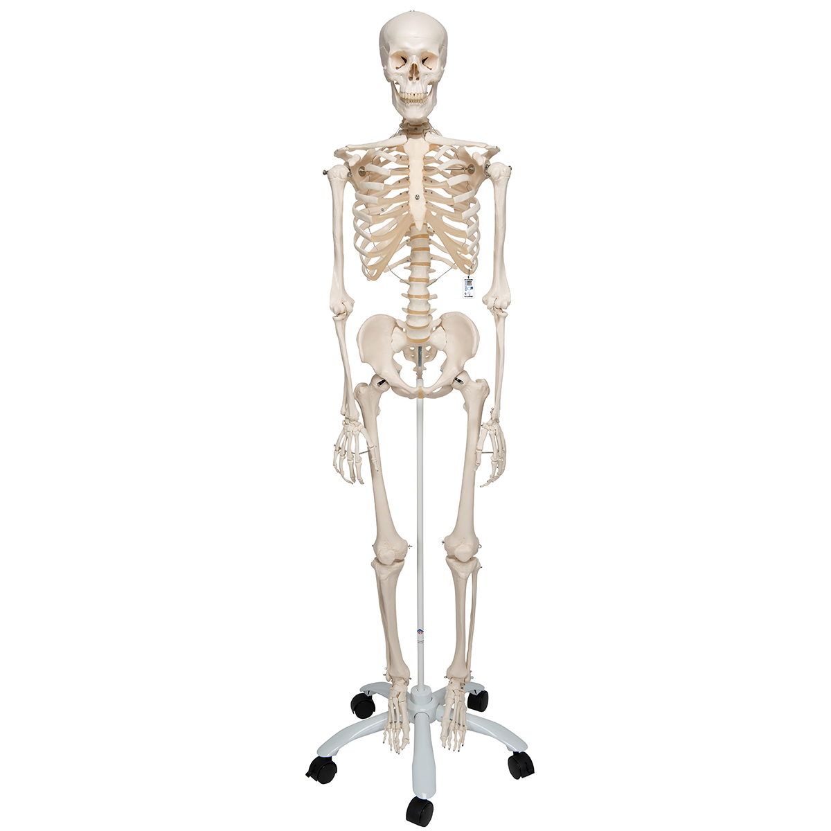 Mini modèle de squelette humain pour l'anatomie, Algeria